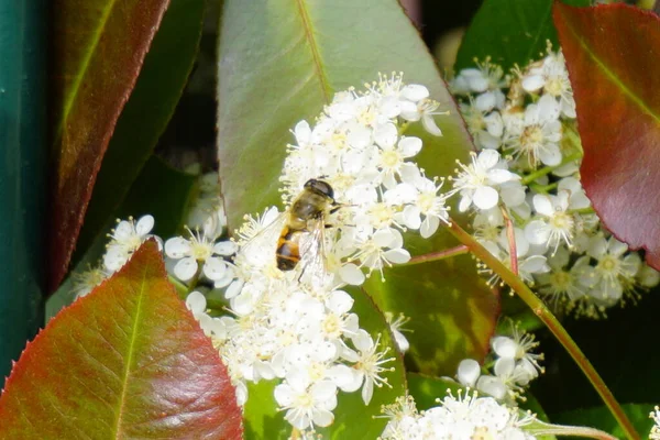 ハチは白い花を飛び越えて受粉します 高品質の写真 — ストック写真