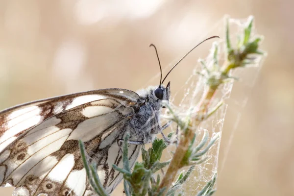 Glanville Fritillary Nymphalidae Butterfly Dawn High Quality Photo — Stock Photo, Image