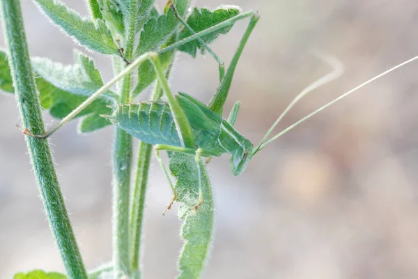 Phaneroptera Phaneropteridae Зелений Коник Стовбурі Високоякісної Фотографії — стокове фото