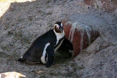 Spheniscus magellanicus büyük akvaryum parkında Macellan penguenlerini yüzdürür. Yüksek kalite fotoğraf
