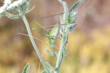 Phaneroptera sp Phaneropteridae yeşil çekirge otların üzerinde yüksek kaliteli fotoğraf