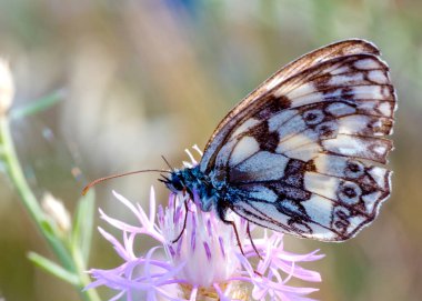Şafakta Glanville Fritillary Nymphalidae kelebeği. Yüksek kalite fotoğraf