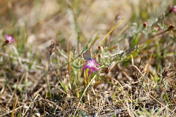 Glanville Fritillaire Nymphalidae Vlinder Bij Dageraad Hoge Kwaliteit Foto — Stockfoto