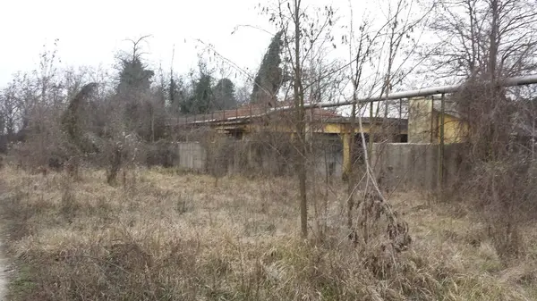 Arbustes Ronces Poussaient Sur Bâtiment Abandonné Photo Haute Qualité — Photo