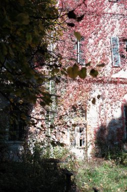Terk edilmiş bir binada çalılar ve çalılar yetişti. Yüksek kalite fotoğraf
