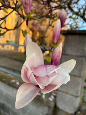 Güneşte ağaçta çiçek açmış manolya çiçekleri. Yüksek kalite fotoğraf