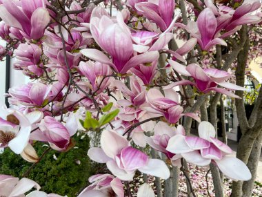 Güneşte ağaçta çiçek açmış manolya çiçekleri. Yüksek kalite fotoğraf