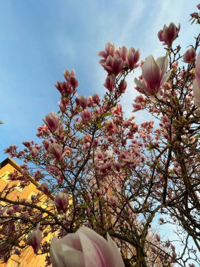 Güneşte ağaçta çiçek açmış manolya çiçekleri. Yüksek kalite fotoğraf