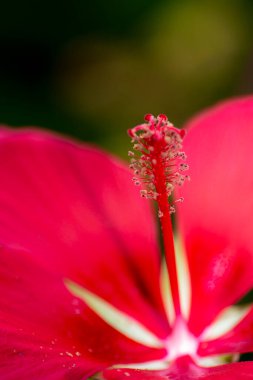 Kırmızı Hibiscus çiçek ayrıntıları. Yüksek kalite fotoğraf