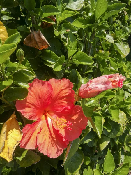 Red Hibiscus Blomdetaljer Högkvalitativt Foto — Stockfoto
