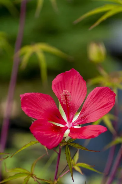 Red Hibiscus Flower Details High Quality Photo — Stock Photo, Image