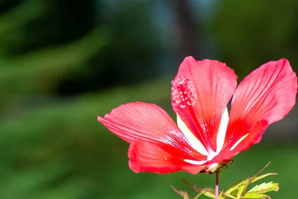 Red Hibiscus Blomdetaljer Högkvalitativt Foto — Stockfoto