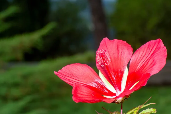 Red Hibiscus Blomdetaljer Högkvalitativt Foto — Stockfoto