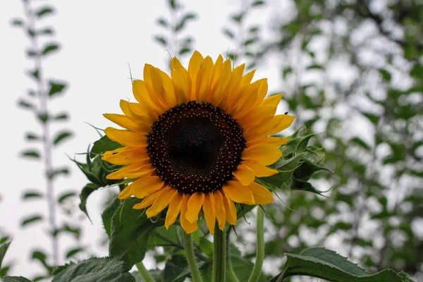 Belle Fleur Pissenlit Fleuri Dans Prairie Verte Photo Haute Qualité — Photo