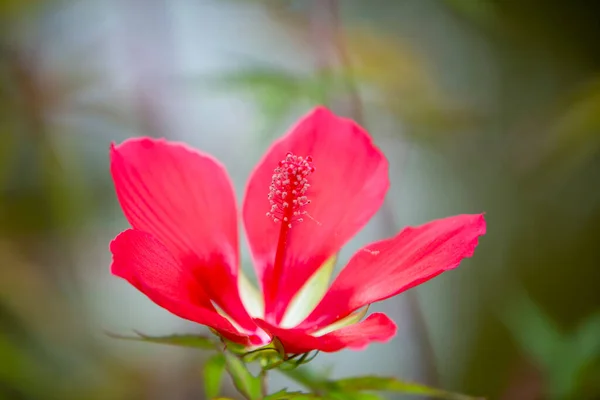 Κόκκινο Λουλούδι Hibiscus Λεπτομέρειες Υψηλής Ποιότητας Φωτογραφία — Φωτογραφία Αρχείου