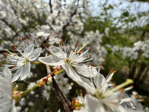 봄에는 나뭇가지에 벚꽃이 고품질 — 스톡 사진