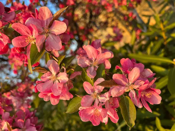 Stor Rosa Blommande Rhododendron Träd Och Blommor Högkvalitativt Foto — Stockfoto