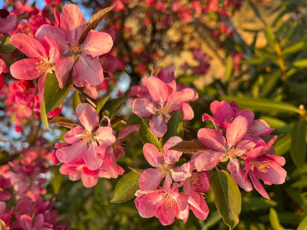 Stor Rosa Blommande Rhododendron Träd Och Blommor Högkvalitativt Foto — Stockfoto