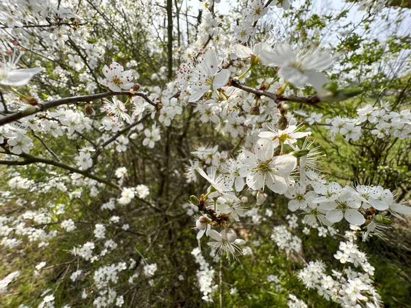봄에는 나뭇가지에 벚꽃이 고품질 — 스톡 사진