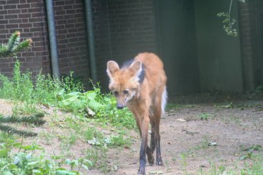 Hayvanat bahçesi doğa parkında Chrysocyon brachyurus. Yüksek kalite fotoğraf