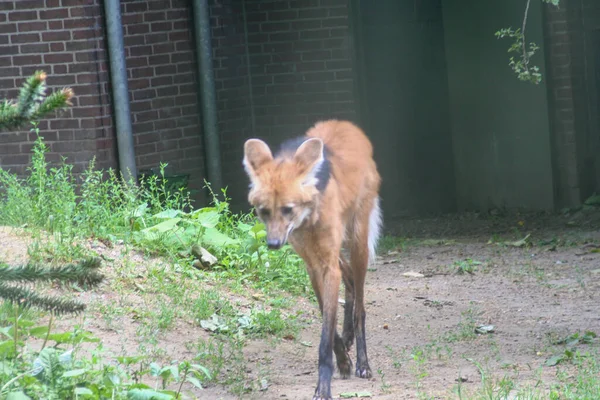 Hayvanat bahçesi doğa parkında Chrysocyon brachyurus. Yüksek kalite fotoğraf