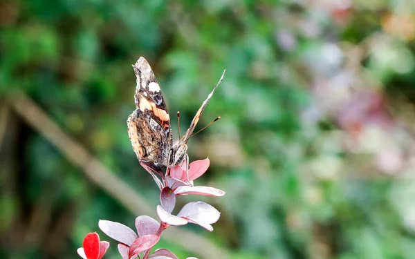 Italienischer Schmetterling Vanessa Atalanta Roter Admiral Auf Blume Hochwertiges Foto — Stockfoto