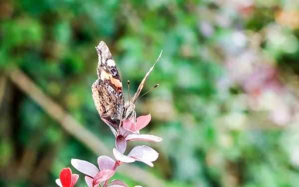 Italienischer Schmetterling Vanessa Atalanta Roter Admiral Auf Blume Hochwertiges Foto — Stockfoto