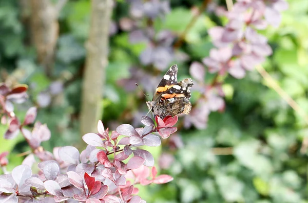 Olasz Pillangó Vanessa Atalanta Vörös Admirális Virágon Kiváló Minőségű Fénykép — Stock Fotó
