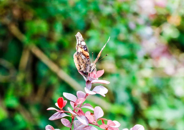 イタリアの蝶ヴァネッサ アタランタ レッド提督 高品質の写真 — ストック写真