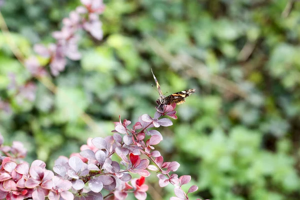 イタリアの蝶ヴァネッサ アタランタ レッド提督 高品質の写真 — ストック写真