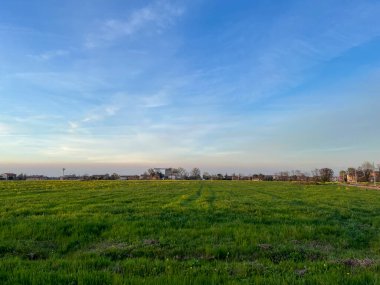 Gün batımında ekilmiş yeşil tarlalar. Yüksek kalite fotoğraf