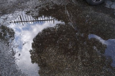 Fırtınadan sonra su birikintisindeki ağacın yansıması. Yüksek kalite fotoğraf