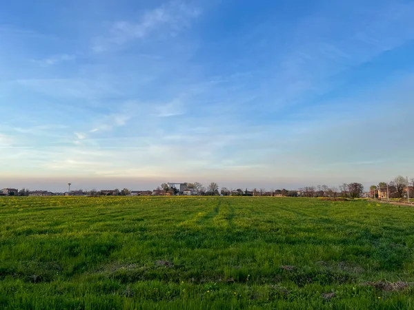 Gün batımında ekilmiş yeşil tarlalar. Yüksek kalite fotoğraf