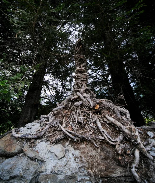 Raíces Externas Del Árbol Crecido Piedra Foto Alta Calidad —  Fotos de Stock