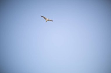Martı mavi gökyüzünde yükseklerde uçar. Yüksek kalite fotoğraf