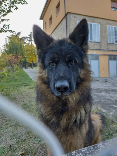 Lindo Sentado Cão Lobo Alsácia Foto Alta Qualidade — Fotografia de Stock