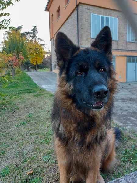 美しい座っているアルザスのオオカミの犬 高品質の写真 — ストック写真