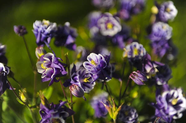 Κοντινό Πλάνο Των Λουλουδιών Της Aquilegia Vulgaris Υψηλής Ποιότητας Φωτογραφία — Φωτογραφία Αρχείου