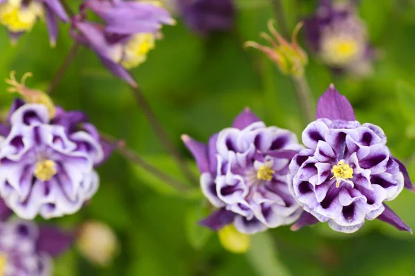Közelről Aquilegia Vulgaris Virágait Kiváló Minőségű Fénykép — Stock Fotó