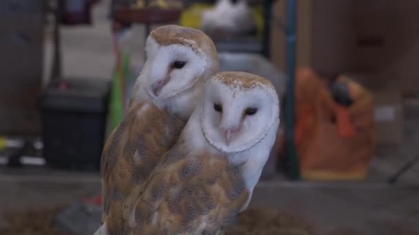 Eulenpaar Auf Einer Sitzstange Der Öffentlichkeit — Stockvideo