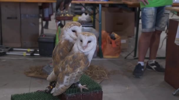 Pair Owls Perch Public Display — Vídeos de Stock