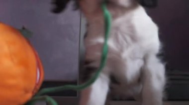 Şövalye Kral Charles Spaniel yavru köpek evde oynuyor.