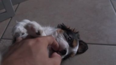 Şövalye Kral Charles Spaniel yavru köpek evde oynuyor.