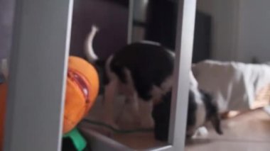 Şövalye Kral Charles Spaniel yavru köpek evde oynuyor.