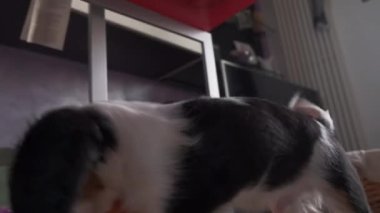 Şövalye Kral Charles Spaniel yavru köpek evde oynuyor.