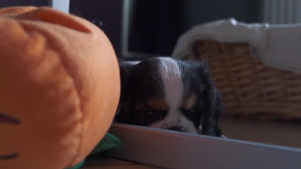 Cavalier King Charles Spaniel chiot chien joue à la maison — Video
