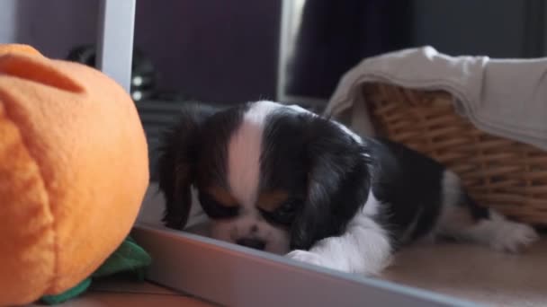 Cavalier King Charles Spaniel puppy dog plays at home — Stock Video