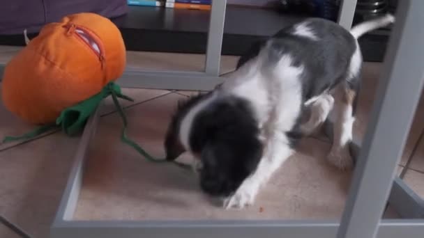 Cavalier King Charles Spaniel puppy dog plays at home — Stock Video