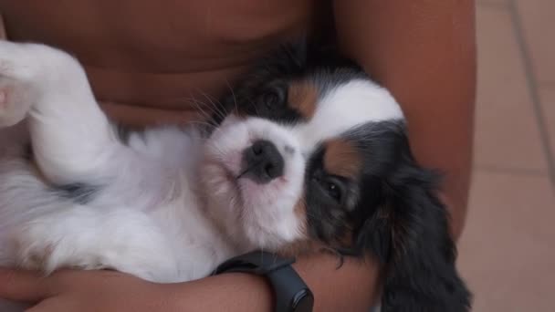 Cavalier King Charles Spaniel puppy dog sleeps in the arms of a child — Stock Video