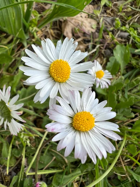 Daisy Flowers Garden High Quality Photo — Stock Photo, Image